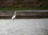 grand aigrette peche.jpg (58960 octets)