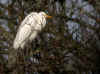 grand aigrette perchee.jpg (62613 octets)