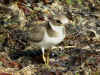 grand gravelot juvenile.jpg (328741 octets)
