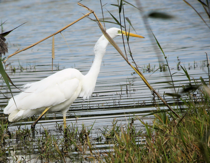 grande aigrette baumont