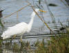 GRANDE AIGRETTE BAUMONT