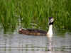 grebe beaumont.jpg (139623 octets)