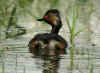 grebe cou noir.jpg (148359 octets)