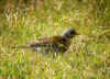 grive litorne.jpg (207646 octets)
