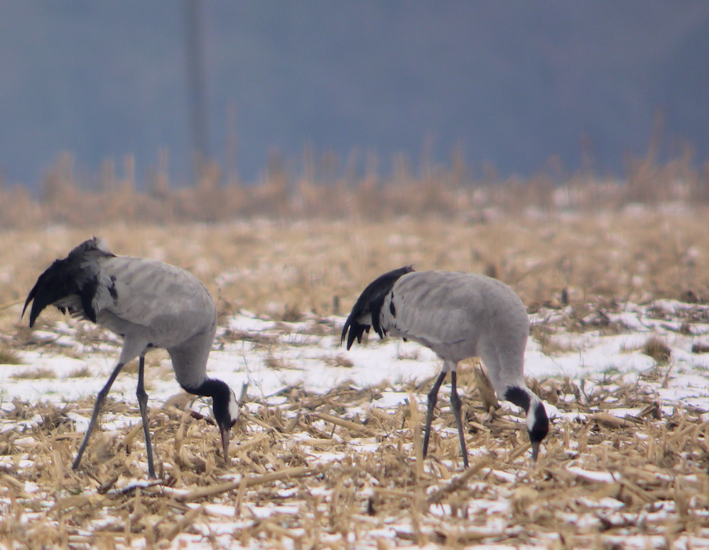 GRUES CENDREES MARCILLY 2