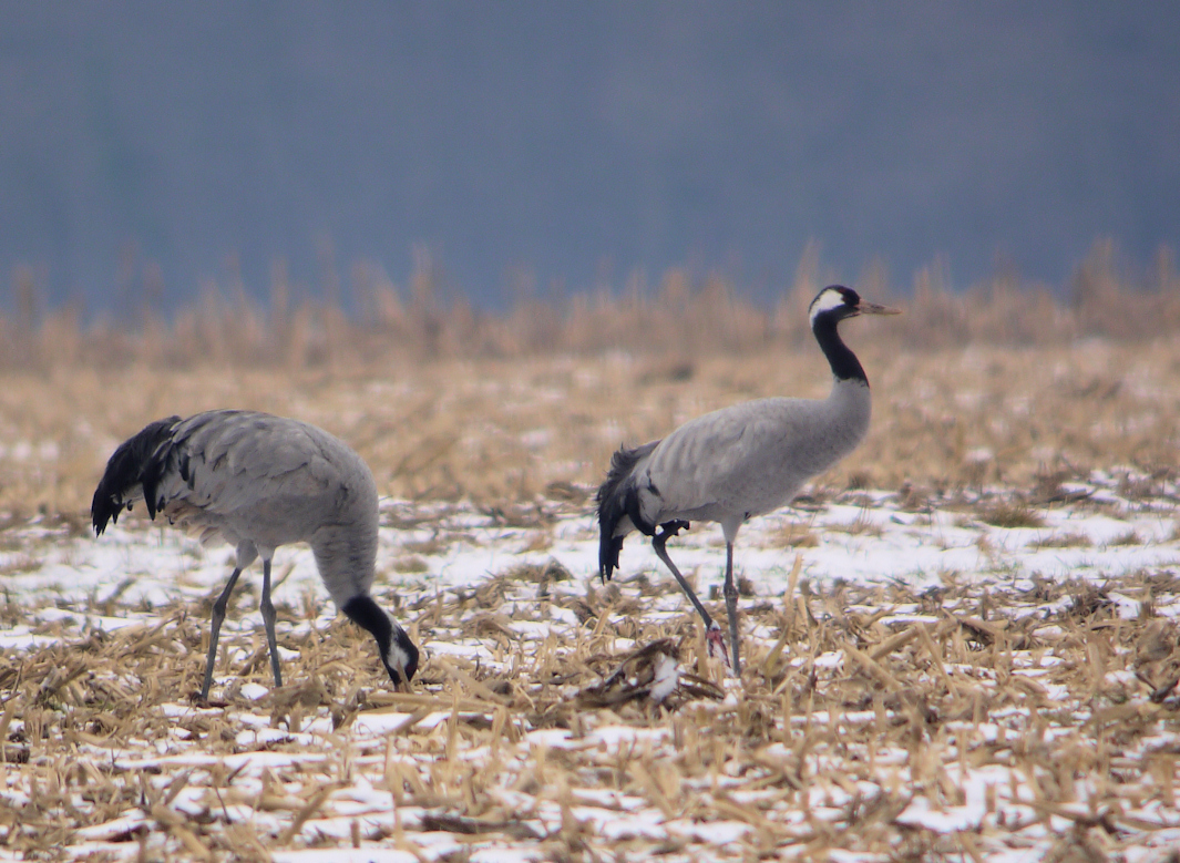 grues cendres marcilly 3