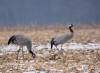 grues cendrees marcilly 3