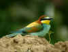 guepier 2007PLANTE.jpg (130287 octets)