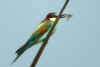 guepier 2.jpg (336123 octets)