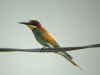 guepier veille.jpg (225035 octets)