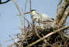 heron_au_nid.jpg (70840 octets)