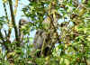 heron bihoreau1.jpg (386078 octets)