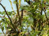 heron bihoreau2.jpg (496160 octets)