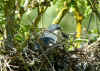 heron bihoreau3.jpg (353934 octets)