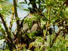 heron bihoreau4.jpg (351313 octets)