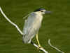 heron bihoreau5.jpg (197491 octets)