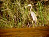 heron brun.jpg (122834 octets)