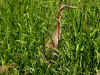 heron pourpre sologne.jpg (546038 octets)