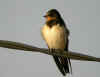 hirondelle rustique2.jpg (340180 octets)