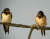 hirondelle rustique3.jpg (343676 octets)