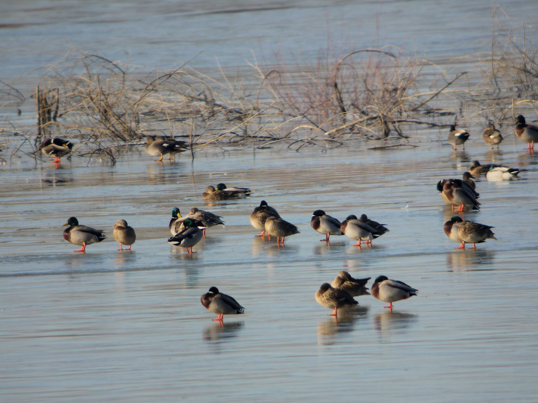 hiver sur balastiere des boirres