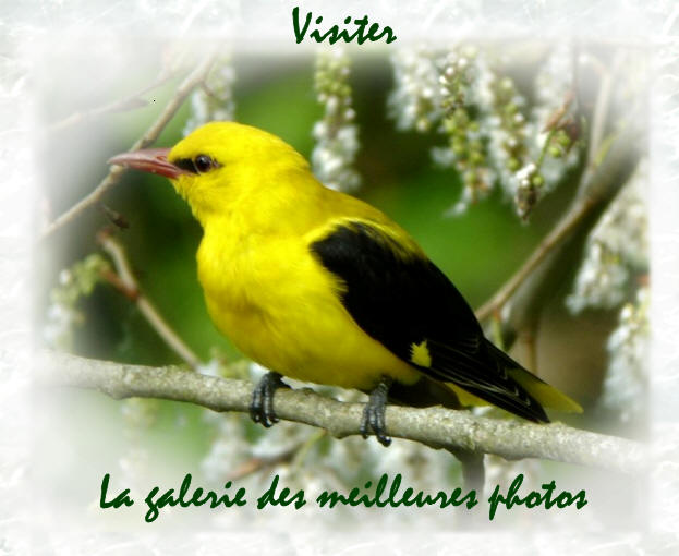 LORIOT