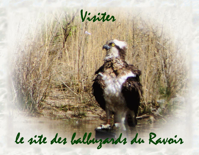 balbuzard ravoir