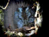 wpeA.jpg (35318 octets)