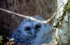 wpe15.jpg (30556 octets)