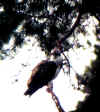 wpe19.jpg (57235 octets)