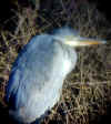 wpe10.jpg (58635 octets)