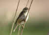 locustelle sp1.jpg (93706 octets)