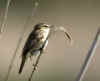 locustelle sp2.jpg (103293 octets)