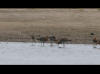 LOGO VIDEO BARGES A QUEUE NOIRE
