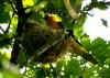 loriot male2 alimente.jpg (379103 octets)
