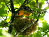 loriot male3 alimente.jpg (417373 octets)