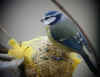 mesange bleue.jpg (37702 octets)
