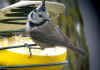 mesange huppee2006.jpg (110133 octets)