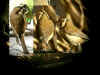 mesange huppee3.jpg (133732 octets)