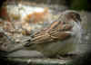 moineau.jpg (53533 octets)