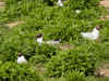 mouettes melano.jpg (94820 octets)