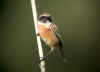 oiseau des roseaux face.jpg (24944 octets)
