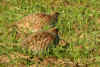 perdrix grise.jpg (409819 octets)