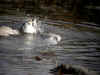 petit blanc bec bain.jpg (56517 octets)