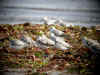 petit blanc bec.jpg (77024 octets)