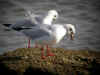 petite mouette  couple.jpg (55857 octets)