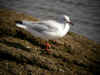 petite mouette.jpg (71942 octets)