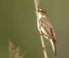 phragmite des joncs.jpg (104147 octets)