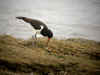 pic a moule bernique.jpg (59868 octets)