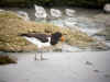 pic a moule sable.jpg (73749 octets)